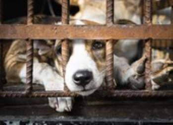 Hơn một triệu chữ ký muốn chấm dứt nạn buôn bán thịt chó mèo 