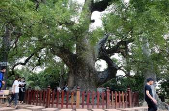 Chiêm ngưỡng cây dã hương nghìn năm tuổi, thần mộc độc nhất vô nhị ở Bắc Giang - Ảnh 1