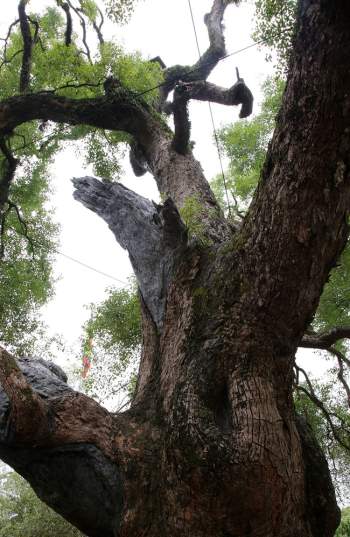 Chiêm ngưỡng cây dã hương nghìn năm tuổi, thần mộc độc nhất vô nhị ở Bắc Giang - Ảnh 2