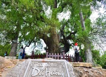 Chiêm ngưỡng cây dã hương nghìn năm tuổi, thần mộc độc nhất vô nhị ở Bắc Giang - Ảnh 4