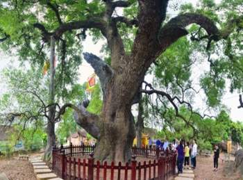Chiêm ngưỡng cây dã hương nghìn năm tuổi, thần mộc độc nhất vô nhị ở Bắc Giang - Ảnh 5