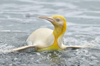 Chim cánh cụt lông vàng hiếm gặp trong tự nhiên