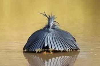 Chim khôn biến mình thành chiếc ô để săn mồi