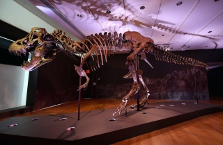 'Choáng' với bộ xương khủng long bạo chúa có giá 737 tỉ đồng
