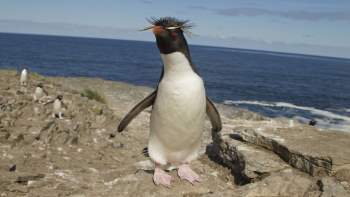 Chú chim cánh cụt e thẹn đáng yêu mê hoặc cư dân mạng, điều gì thực sự đã xảy ra?