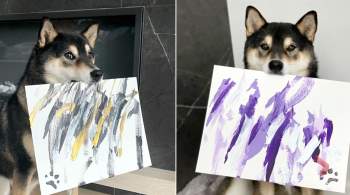 Chú chó shiba nổi tiếng với tài vẽ tranh thu về hàng ngàn đô la