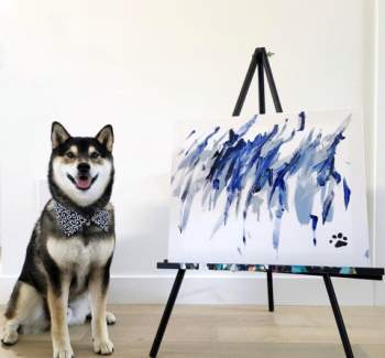 Chú chó shiba nổi tiếng với tài vẽ tranh thu về hàng ngàn đô la