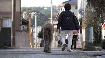 Chú chó trung thành đưa trẻ em Nhật Bản đến trường an toàn