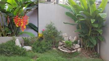 Kỹ thuật trồng cây chuối tràng pháo cho góc vườn nhà bạn đẹp rực rỡ, ấn tượng.