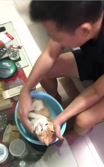 Chú mèo gây bão mạng: 'Diễn viên' đóng thế clip minh họa cách tắm cho em bé - ảnh 1