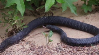 Cộng đồng mạng - Clip: Con rắn lục sống lại thần kỳ sau khi bị hổ mang chúa nuốt chửng