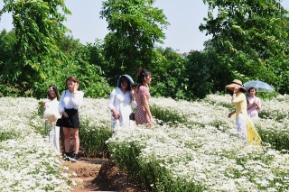 Chị em tíu tít chụp ảnh tại vườn cúc họa mi nở sớm nhất của làng hoa Nhật Tân - Ảnh 2.