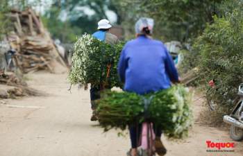 Cúc Họa mi 