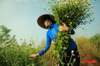 Cúc Họa mi 