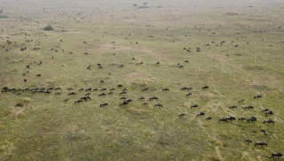 Cuộc di cư của động vật bên trong khu bảo tồn ở Kenya
