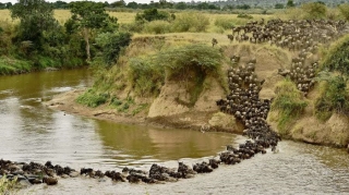 Cuộc di cư của động vật bên trong khu bảo tồn ở Kenya