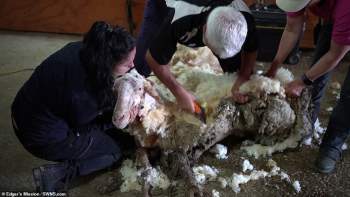 Cừu có bộ lông khổng lồ 5 năm chưa từng cắt một lần