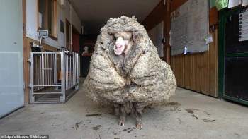 Cừu có bộ lông khổng lồ 5 năm chưa từng cắt một lần