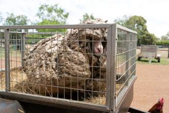 Giải cứu cừu hoang dã mang bộ lông nặng tới 35 kg -0