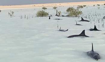 Đàn cá heo khốn khổ vì mắc cạn trên bờ biển