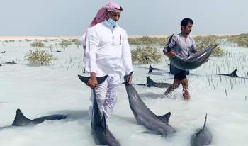 Đàn cá heo khốn khổ vì mắc cạn trên bờ biển
