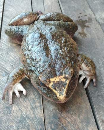Dân làng kinh ngạc phát hiện con ếch khổng lồ to bằng người