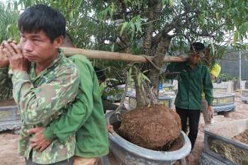 Đào Nhật Tân “xuống lá” đón Tết - 11