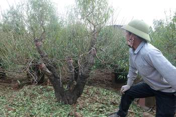 Đào Nhật Tân “xuống lá” đón Tết - 12