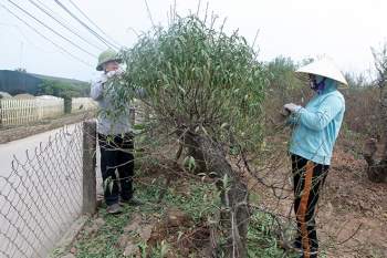 Đào Nhật Tân “xuống lá” đón Tết - 2