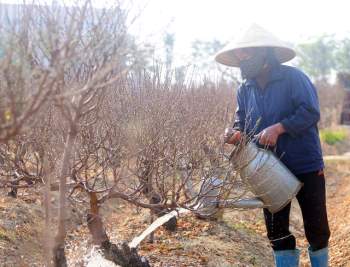 Vựa trồng đào lớn thứ 2 tại Hà Nội chạy nước rút phục vụ Tết cổ truyền - Ảnh 7.