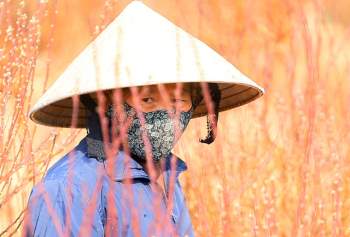 Vựa trồng đào lớn thứ 2 tại Hà Nội chạy nước rút phục vụ Tết cổ truyền - Ảnh 15.
