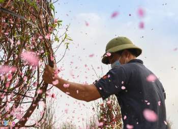 Đào Tết mắc kẹt vì COVID-19, nông dân Chí Linh đau đớn khi phải tự tay phá bỏ - Ảnh 1