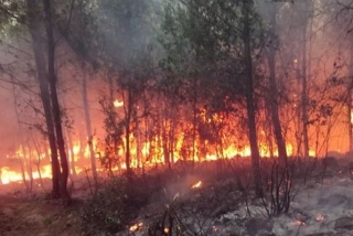 Điều tra vụ cháy rừng thông ở Nghi Sơn