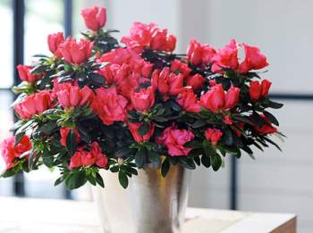 Các loại cây, hoa được người Việt trưng nhiều vào ngày Tết nhưng phải cảnh giác vì cực độc - Ảnh 12.