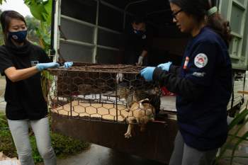FOUR PAWS đóng cửa một nhà hàng và lò mổ thịt mèo ở Thái Bình - ảnh 1
