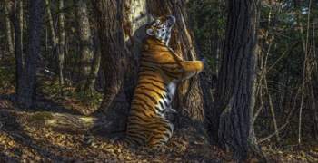 Bức ảnh hổ ôm cây đạt giải nhất cuộc thi năm nay
