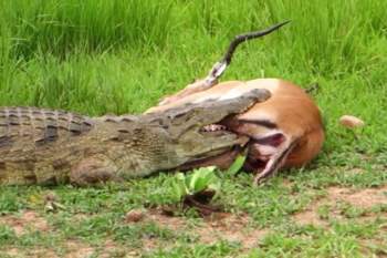 Cá sấu khổng lồ cắn chặt vào đùi chú linh dương Impala.