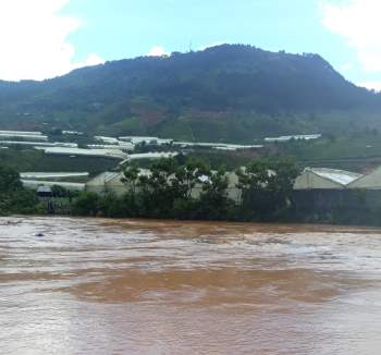 Mưa lớn gây thiệt hại hàng chục ha rau, hoa hồng dưới chân núi Lang Biang - ảnh 8