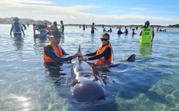 Giải cứu 40 con cá voi mắc cạn ở New Zealand -0