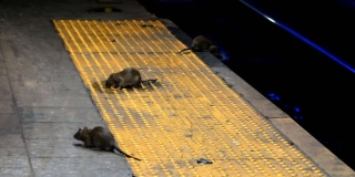 Sự trỗi dậy của loài chuột cống: Thực khách ăn uống ở vỉa hè New York liên tục bị chuột quấy rối và trấn lột thức ăn - Ảnh 1.