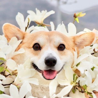 Chú cún Nhật hạnh phúc trong mọi hoàn cảnh, có biểu cảm giống idol Nguyễn Văn Dúi ghê - Ảnh 3.