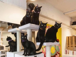 Ghé thăm quán cà phê mèo đen duy nhất trên thế giới