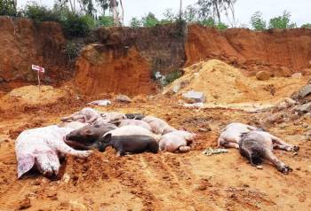 Tin nhanh - Quảng Nam tái phát dịch tả lợn châu Phi