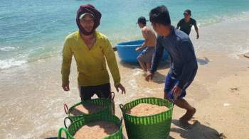 Ngư dân Ninh Thuận trúng lộc biển: Thu nhập cả triệu đồng/ngày nhờ ruốc - ảnh 3