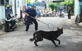 Hà Nội lập 14 đội săn bắt chó, mèo thả rông