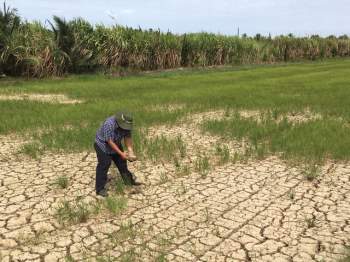 Hạn hán, xâm nhập mặn trong mùa khô năm nay tại khu vực Đồng bằng sông Cửu Long được đánh giá là nghiêm trọng nhất lịch sử.
