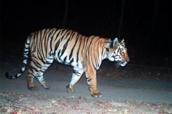 Hổ Ấn Độ vượt hành trình dài kỷ lục hàng nghìn km để tìm bạn tình