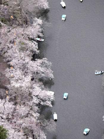 Hoa anh đào Nhật Bản nở rộ, lập kỷ lục thời gian nở sớm nhất trong 1.200 năm