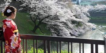 Hoa anh đào Nhật Bản nở rộ, lập kỷ lục thời gian nở sớm nhất trong 1.200 năm