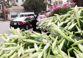 Hà Nội: Hoa loa kèn ngợp phố, giá chỉ 25.000 đồng/bó níu chân người mua - Ảnh 2.